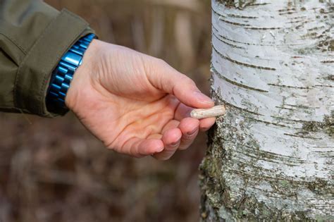 Growth and harvesting of Chaga - Chaga Mushroom