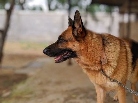 Best Dog Brush For A Shedding German Shepherd - Born For Pets