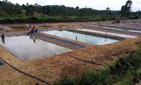 Tilapia farming in Kenya and Tanzania can be profitable! - IDH - the ...