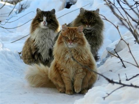 Great Names for Your Norwegian Forest Cat | PetHelpful
