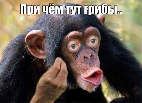 Create meme "chimp meme, male chimpanzees, chimpanzee" - Pictures ...