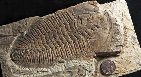 Fossil of giant sea creature discovered in South Australia