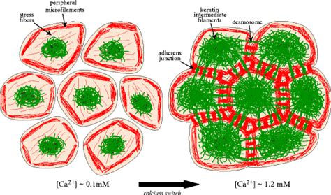 Mechanobiology of Epidermal Keratinocytes: Desmosomes, Hemidesmosomes ...