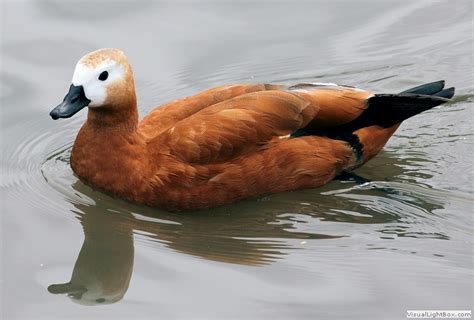 Identify Ruddy Shelduck - Wildfowl Photography.