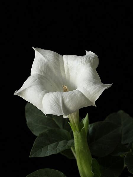 Datura metel (Angel's Trumpet, Death Angel, Devil's Trumpet, Downy Thorn-apple, Hindu Datura ...