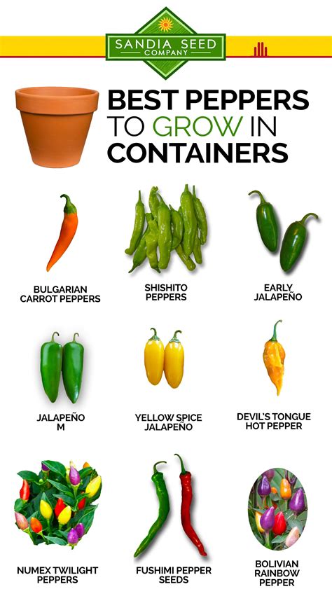 Growing Peppers in Containers – Sandia Seed Company