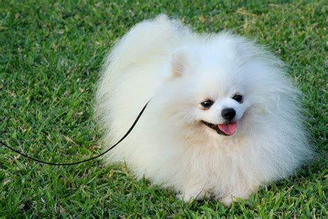 🔥 [48+] Pomeranian Dog Wallpapers to Download | WallpaperSafari