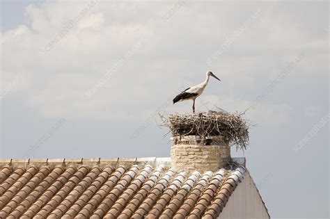 White Storks nesting - Stock Image - C026/8215 - Science Photo Library