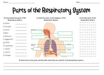 Respiratory System Labeling Worksheet