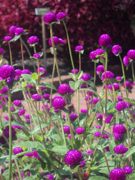 Purple Globe Amaranth- beautiful! I wonder if this will grow in NM Button Flowers, My Flower ...