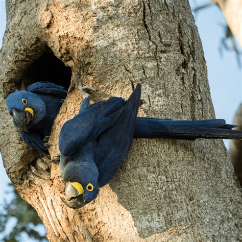 Hyacinth macaw - Personality Habitat Behavior and Conservation status