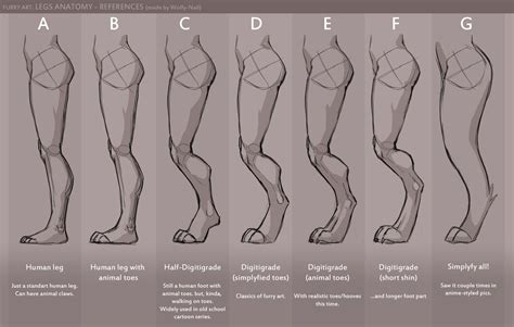 Legs anatomy references by Wolfy-Nail -- Fur Affinity [dot] net | Anatomy reference, Drawing ...