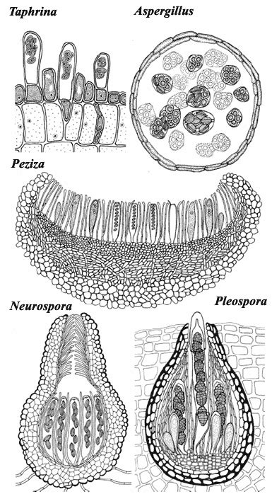 Palaeos Fungi: Ascomycota p.2