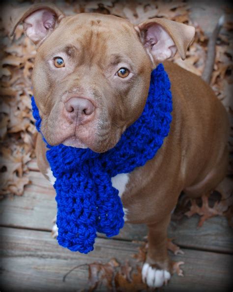 Dog Scarf Blue Crochet for Large Breeds | Etsy | Dog scarfs, Crocheted dog, Crochet dog