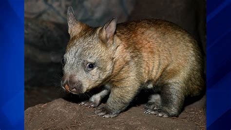 PHOTOS: Wombat joey makes debut at Brookfield Zoo - ABC7 Chicago