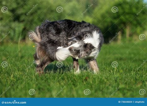 Funny dog biting his tail stock photo. Image of grey - 73644604