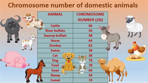 Do memorised the Chromosome numbers of domestic animals in a simple way