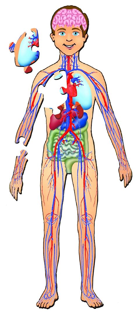 full body anatomy picture | Tags: human anatomy children's book, human ...