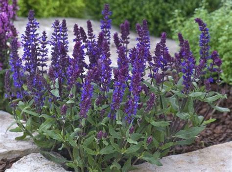 16 Best Types of Sage Varieties to Grow in Your Garden