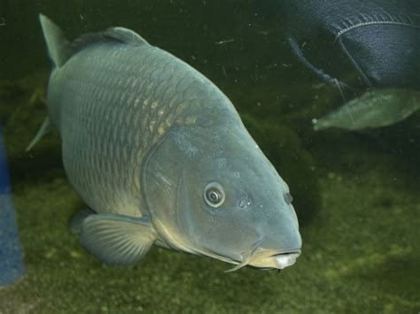 Cyprinus | Idaho Fish and Game