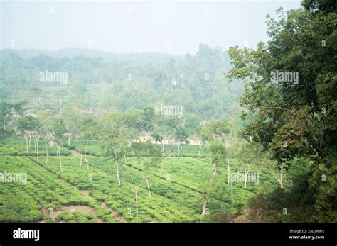 Natural beauty scene of tea garden, water fall in Sylhet, Bangladesh ...