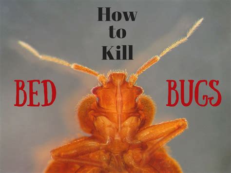 6 Ways to Kill Bed Bugs That Really Work - Dengarden