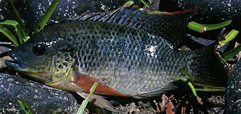 Oreochromis mossambicus (Mozambique Mouthbrooder) — Seriously Fish