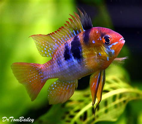 Premium Blue Ram Cichlid, Size: 1.5" to 2"