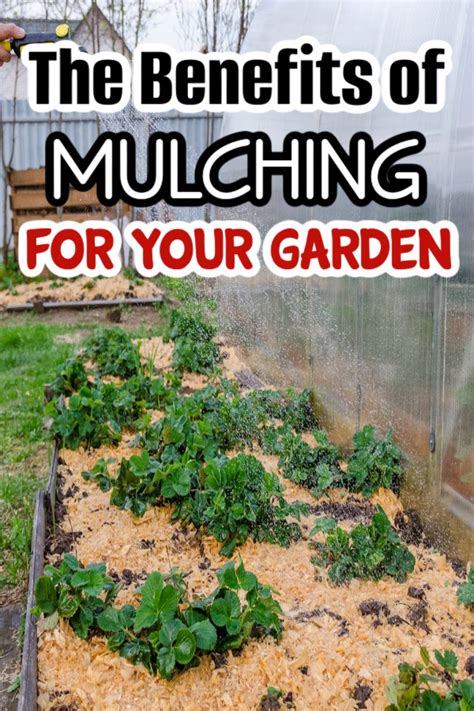 Vegetable Garden Benefits of Mulching