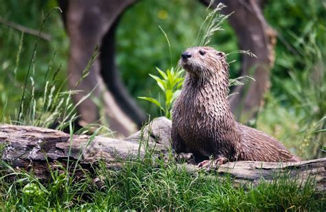 7 Animals That Live in Louisiana Swamps | New Orleans Activities