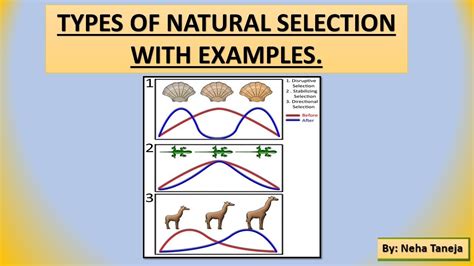 Natural Selection Examples