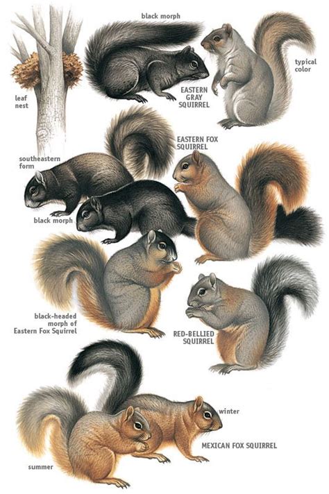 Squirrel Desert Animals Name