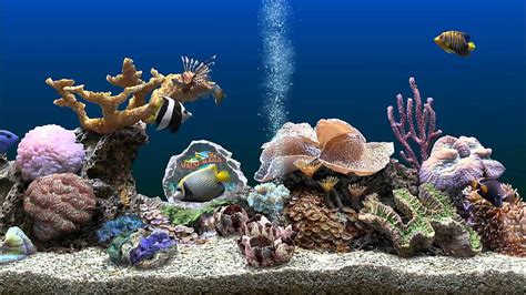 Marine Aquarium 3 screensaver Awesome beauty and visuals, Saltwater ...