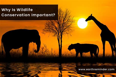 12 Reasons Why Is Wildlife Conservation Important? | Earth Reminder