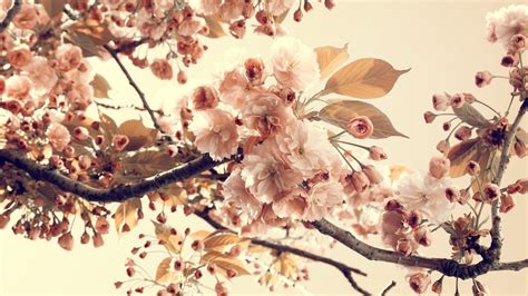 Vintage Flower Desktop Wallpapers - Top Free Vintage Flower Desktop Backgrounds - WallpaperAccess