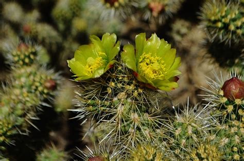 Cactus Flowers California - Free photo on Pixabay - Pixabay