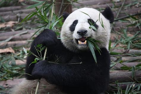 Panda Predators: These 6 Animals Kill and Eat Pandas - A-Z Animals