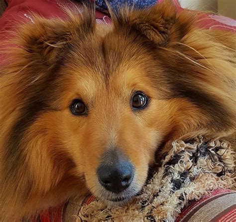 Beautiful Sheltie | Sheltie, Puppy love, Corgi