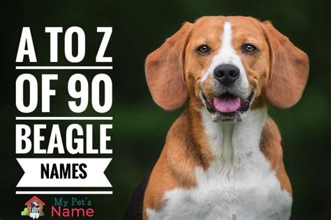 Beagle Names: The A to Z of 90 Names For Your Hound Dog | My Pet's Name