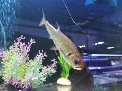 Just a measly vampire tetra. No big deal. : Aquariums