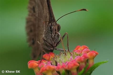 Butterflies of Singapore: The Butterfly Antennae