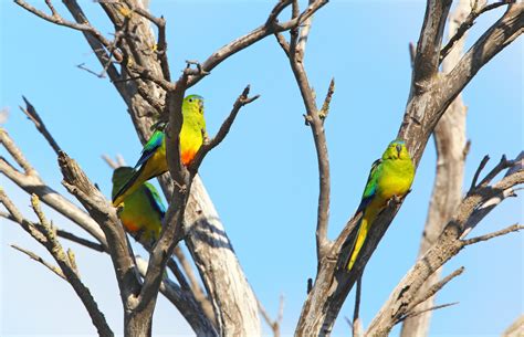 Orange-bellied Parrots are calling for Volunteers - Nature Glenelg Trust