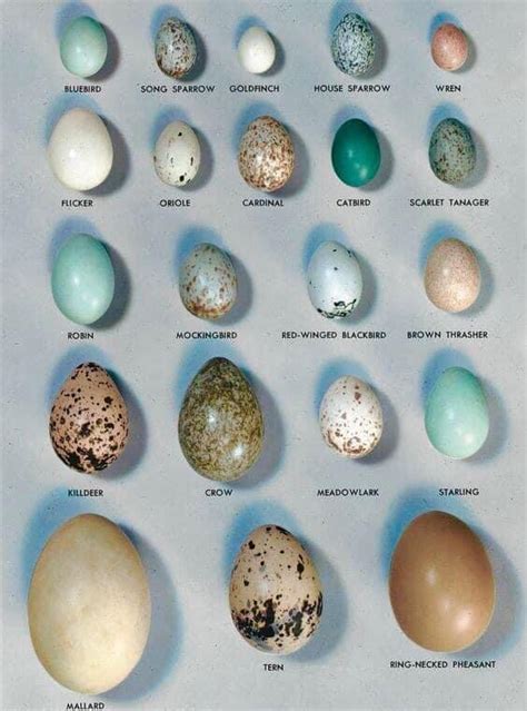 Bird Egg Identification