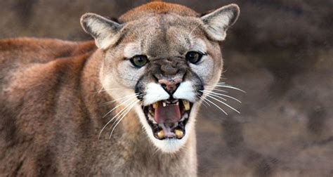 Cougar Facts - 12 Interesting Facts About Cougars | KickassFacts