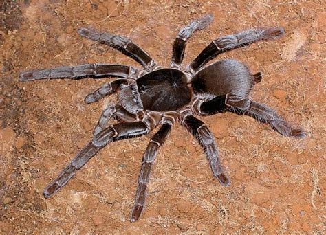 Hysterocrates gigas (Giant Baboon Spider) (1.5-2cm) - The Praying Mantis