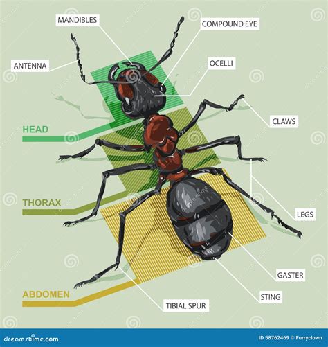 Scientific Diagram Of An Ant