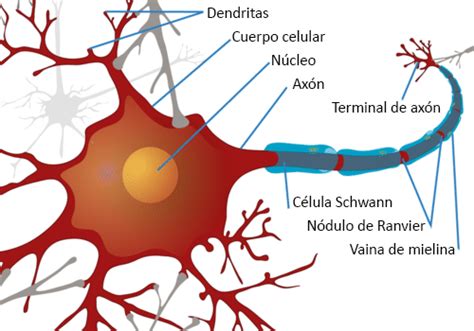 Sistema nervioso - Mind Map