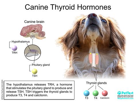 Hypothyroidism In Dogs Signs Diagnosis And Treatment