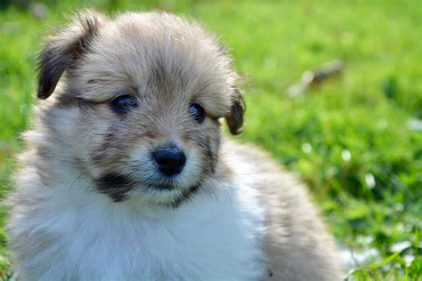 mini shetland sheepdog puppy picture.JPG (1 comment)