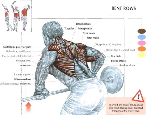 Barbell Row: An Important Accessory Exercise for all Crossfitters | BOXROX